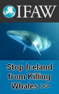 stop-iceland-from-killing-endangered-whales.jpg